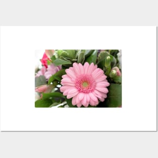 Pink Gerbera Daisy Flower Posters and Art